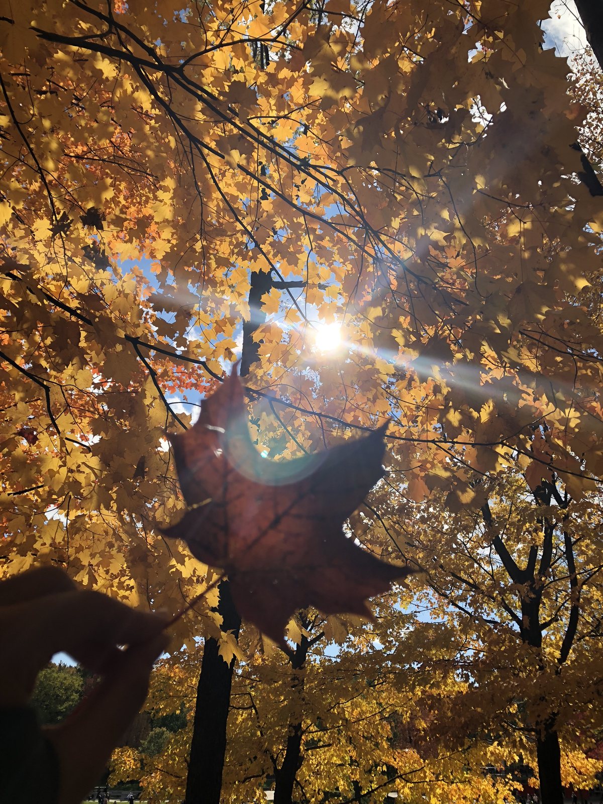 Looking up through autumn maple leaves, a hand holding a single dark leaf toward the sun.
